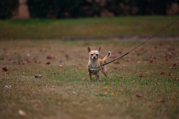 Comment les abeilles réagissent-elles aux changements dans leur environnement et leur habitat?
