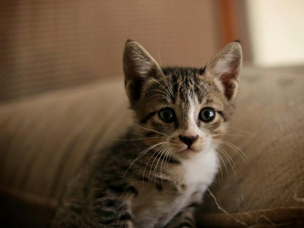 Comment les oiseaux sociaux établissent-ils des hiérarchies au sein de leurs groupes?