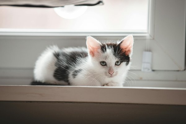 Quels sont les bienfaits de la stérilisation et pourquoi est-ce recommandé ?